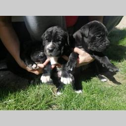 cane corso napredni štenci besplatni mali oglasi