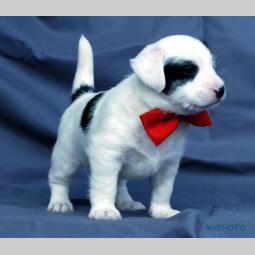 jack russell terrier besplatni mali oglasi