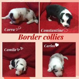 border collie štenci na prodaju besplatni mali oglasi