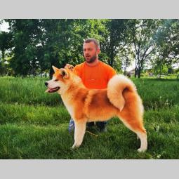 akita inu besplatni mali oglasi