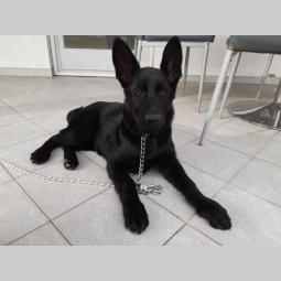 crni nemački ovčar vrhunskog porekla besplatni mali oglasi