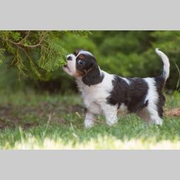 cavalier king charles španiel štenci besplatni mali oglasi