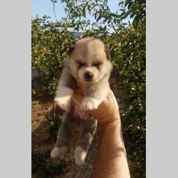 akita inu besplatni mali oglasi