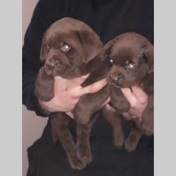 braon retriveri, 8 štenaca besplatni mali oglasi
