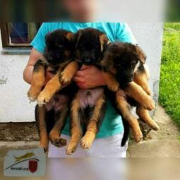 nemački ovčar štenci besplatni mali oglasi