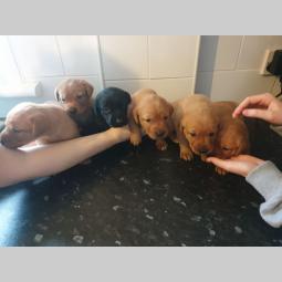 štenad labrador retriver za vas  besplatni mali oglasi