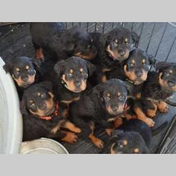 rottweiler štenad besplatni mali oglasi