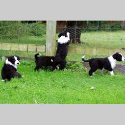 bordo collie štenci besplatni mali oglasi