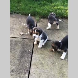 dostupni beagle štenci besplatni mali oglasi