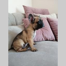 francuski buldog besplatni mali oglasi