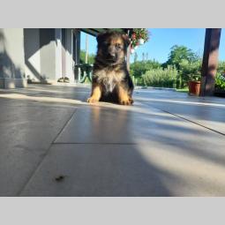 nemački ovčar štenci besplatni mali oglasi
