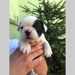 francuski buldog ženkica besplatni mali oglasi