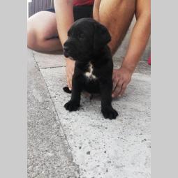 cane corso štenci besplatni mali oglasi