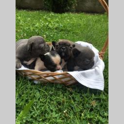 francuski buldog štenci besplatni mali oglasi