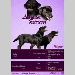 labrador retriver štenci odličnog kvaliteta besplatni mali oglasi