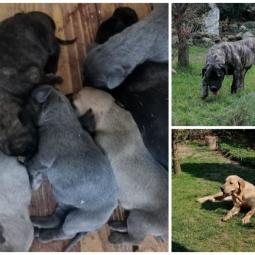 sop štenci sa papirima besplatni mali oglasi