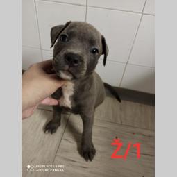 blue nose pit bul terijeri štenci besplatni mali oglasi