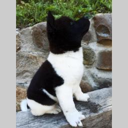 akita inu štene besplatni mali oglasi