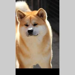 japanska akita mužjak besplatni mali oglasi