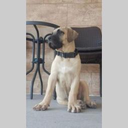 štenci rase dogo canario (presa canario) besplatni mali oglasi
