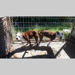 pit bull najava legla besplatni mali oglasi