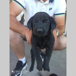 preslatki štenci labradora na prodaju besplatni mali oglasi