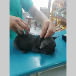 francuski buldog štenci plave boje besplatni mali oglasi