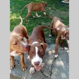 pitbull štenci besplatni mali oglasi
