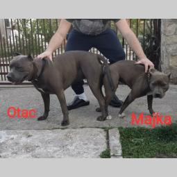 štenci pit bull blue nose na prodaju besplatni mali oglasi