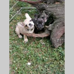 francuski buldog štenci besplatni mali oglasi