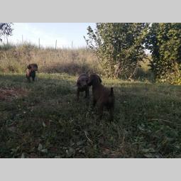 na prodaju štenci kratkodlakog ptičara besplatni mali oglasi