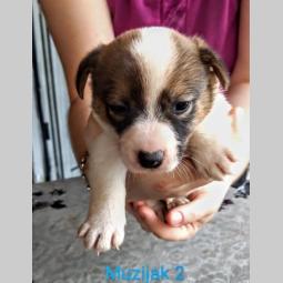 na prodaju štenci jack russel rase besplatni mali oglasi