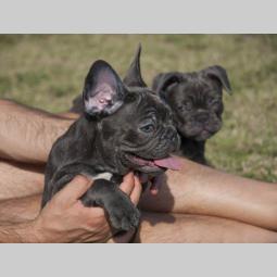 francuski buldog štenci blue boje besplatni mali oglasi