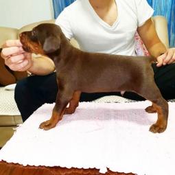 doberman besplatni mali oglasi