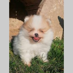 pomeranac boo besplatni mali oglasi