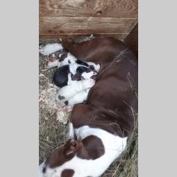 pit bul štenci besplatni mali oglasi