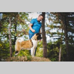 američka akita besplatni mali oglasi
