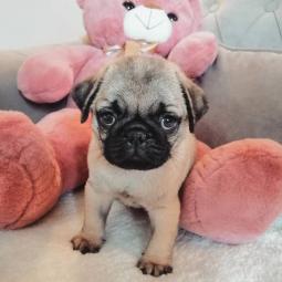 mops štenci besplatni mali oglasi