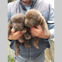 čokoladni labradori vrhunskog porekla besplatni mali oglasi