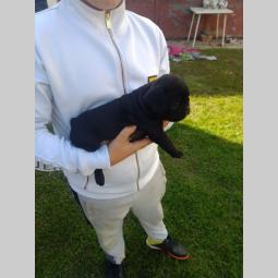 francuski buldog štenci besplatni mali oglasi