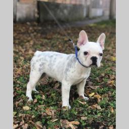 francuski buldog štene od 3 meseca besplatni mali oglasi