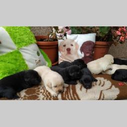 labrador retriver besplatni mali oglasi
