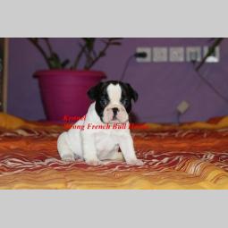 francuski buldog besplatni mali oglasi