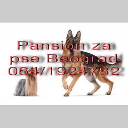 čuvanje pasa beograd besplatni mali oglasi