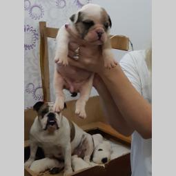 engleski buldog, tri ženkice, odličnog porekla besplatni mali oglasi