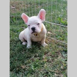 francuski buldog štenci besplatni mali oglasi