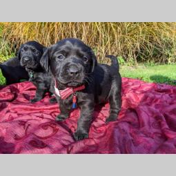 labrador štenci vrhunskog kvaliteta besplatni mali oglasi