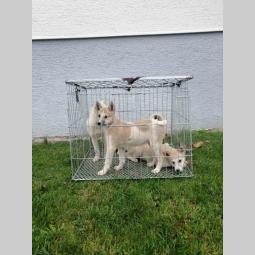 štenci zapadnosibirskih lajki besplatni mali oglasi