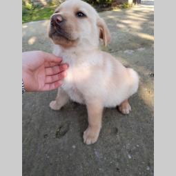nova legla štenaca labradora besplatni mali oglasi