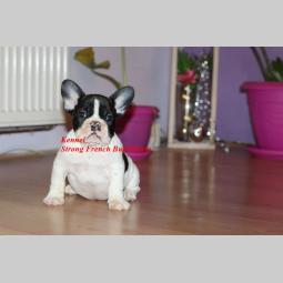 francuski buldog besplatni mali oglasi
